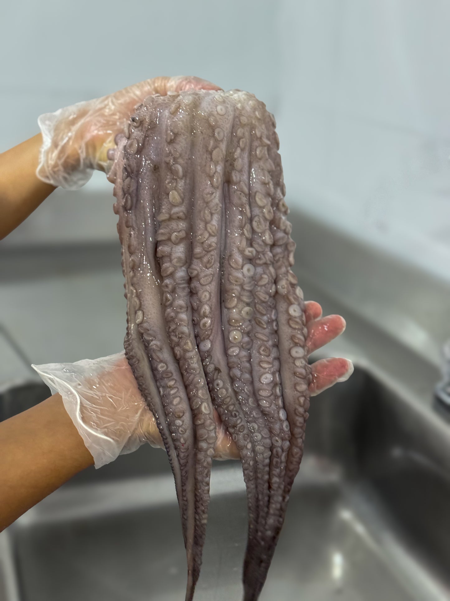 Pulpo criollo (1 - 2 kg)